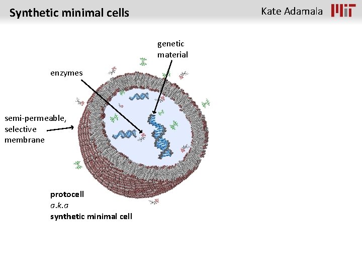 Kate Adamala Synthetic minimal cells genetic material enzymes semi-permeable, selective membrane protocell a. k.