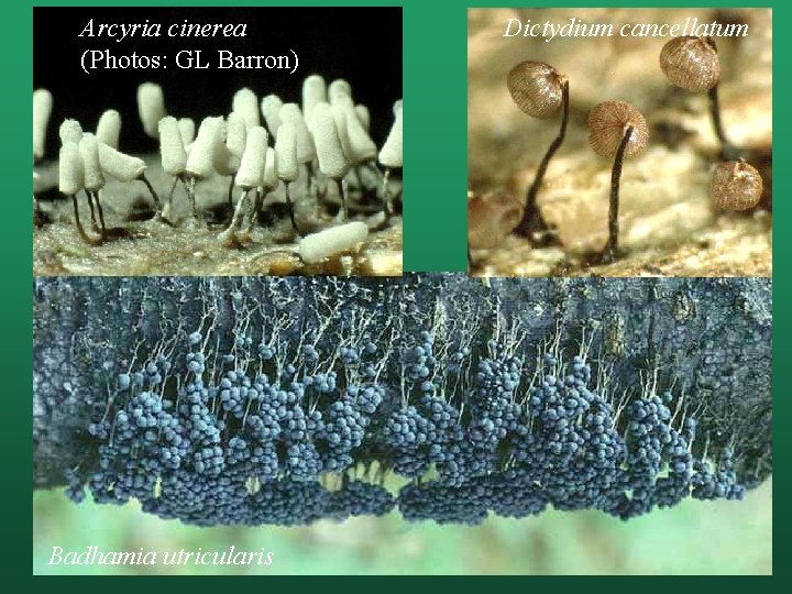 Arcyria cinerea (Photos: GL Barron) Badhamia utricularis Dictydium cancellatum 
