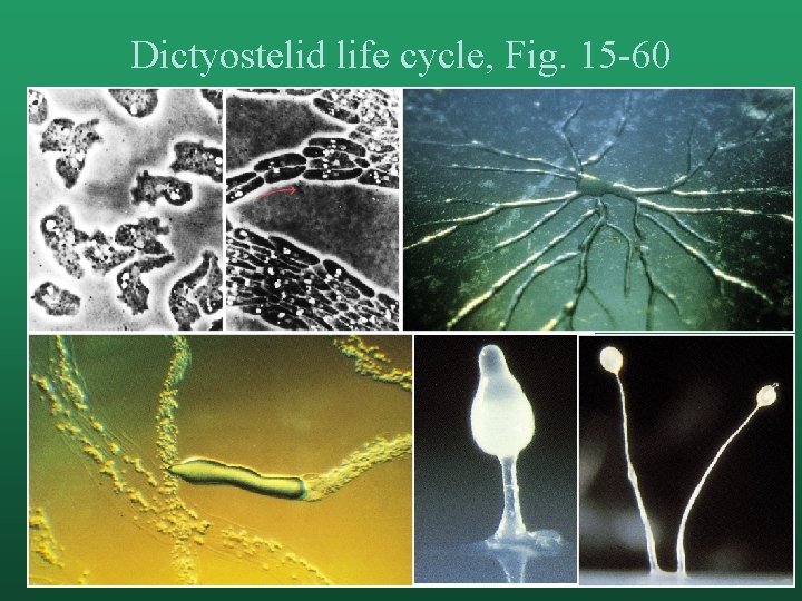 Dictyostelid life cycle, Fig. 15 -60 