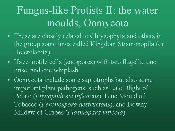 Fungus-like Protists II: the water moulds, Oomycota • These are closely related to Chrysophyta