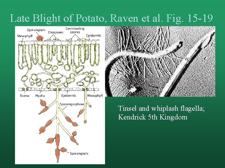 Late Blight of Potato, Raven et al. Fig. 15 -19 Tinsel and whiplash flagella;