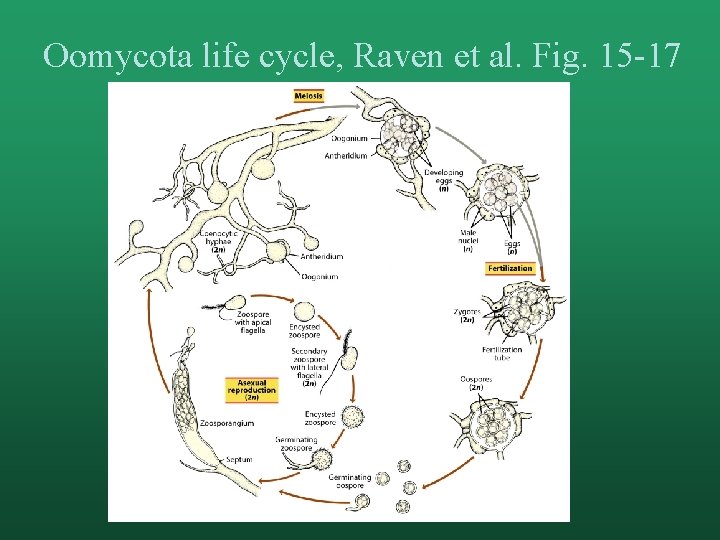 Oomycota life cycle, Raven et al. Fig. 15 -17 
