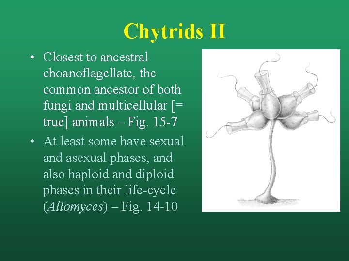 Chytrids II • Closest to ancestral choanoflagellate, the common ancestor of both fungi and