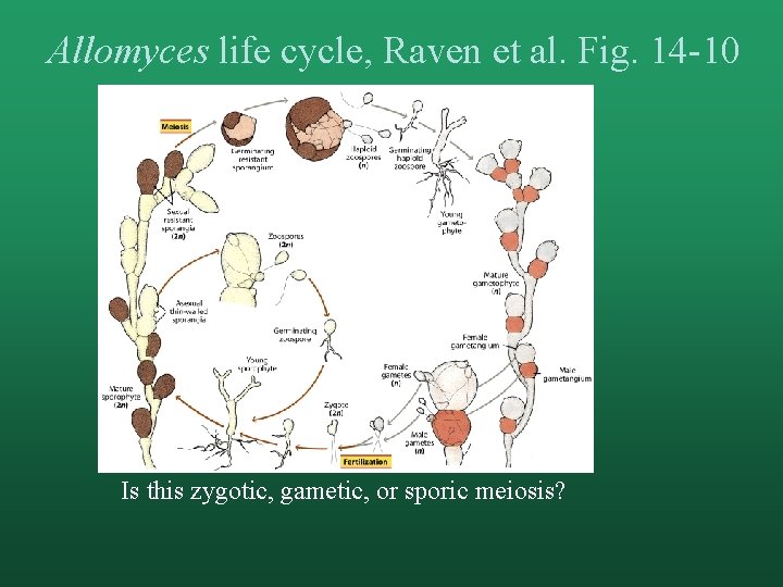 Allomyces life cycle, Raven et al. Fig. 14 -10 Is this zygotic, gametic, or