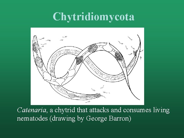 Chytridiomycota Catenaria, a chytrid that attacks and consumes living nematodes (drawing by George Barron)