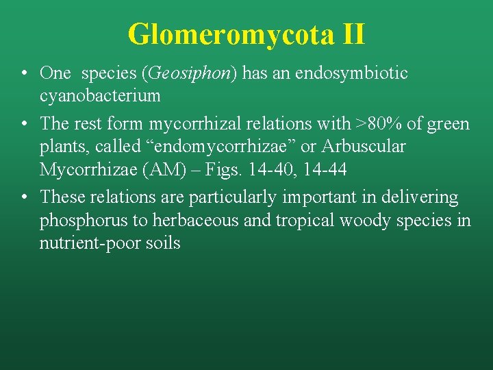 Glomeromycota II • One species (Geosiphon) has an endosymbiotic cyanobacterium • The rest form