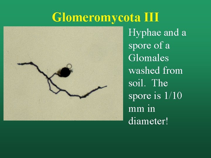 Glomeromycota III Hyphae and a spore of a Glomales washed from soil. The spore