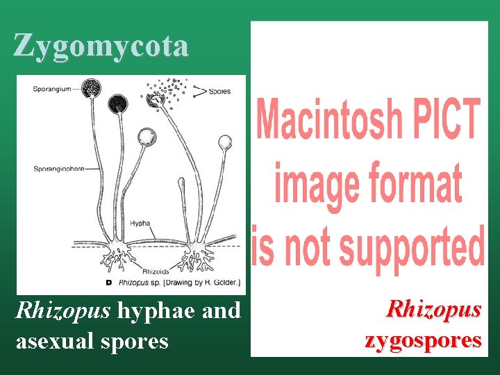 Zygomycota Rhizopus hyphae and asexual spores Rhizopus zygospores 