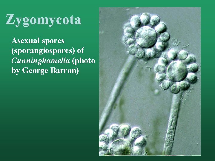 Zygomycota Asexual spores (sporangiospores) of Cunninghamella (photo by George Barron) 