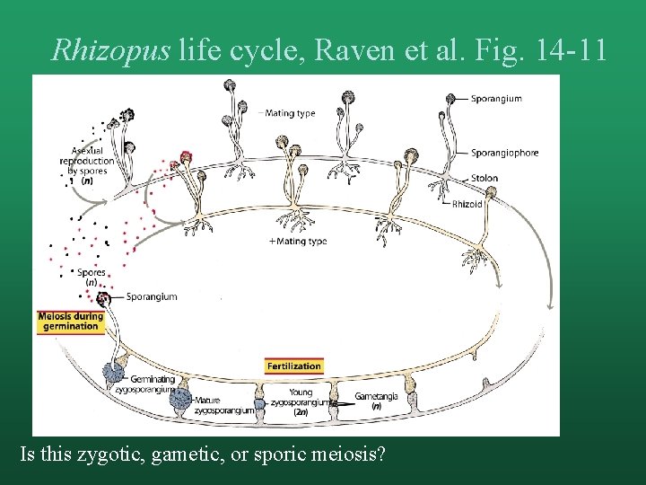 Rhizopus life cycle, Raven et al. Fig. 14 -11 Is this zygotic, gametic, or