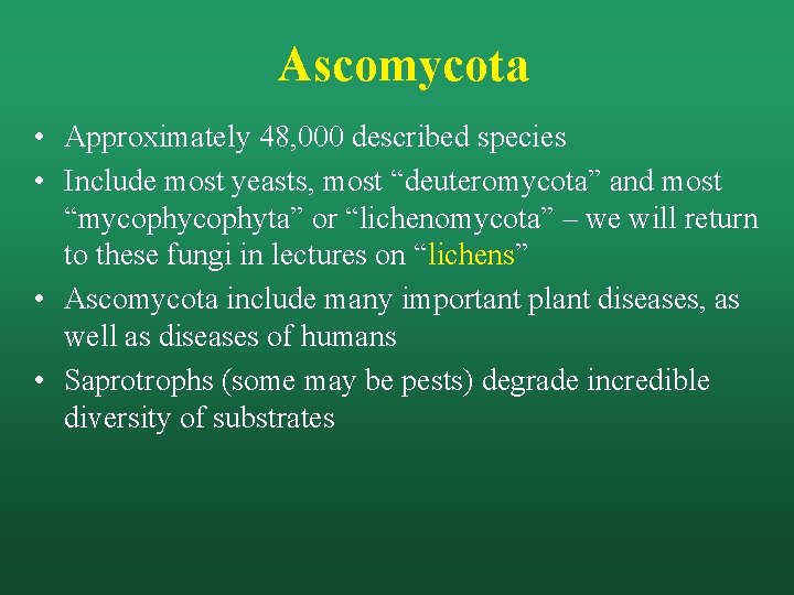 Ascomycota • Approximately 48, 000 described species • Include most yeasts, most “deuteromycota” and
