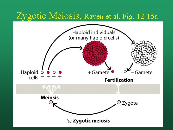 Zygotic Meiosis, Raven et al. Fig. 12 -15 a 