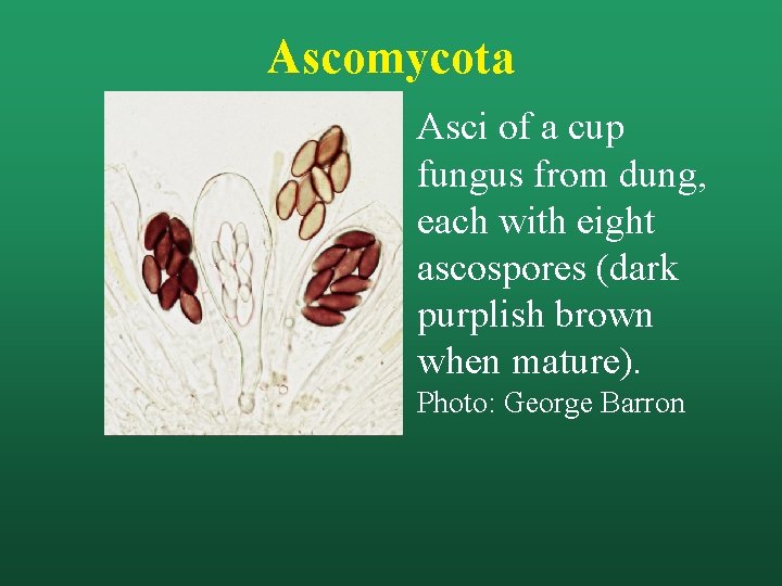 Ascomycota Asci of a cup fungus from dung, each with eight ascospores (dark purplish