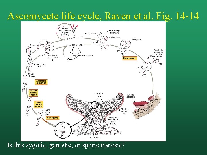 Ascomycete life cycle, Raven et al. Fig. 14 -14 Is this zygotic, gametic, or