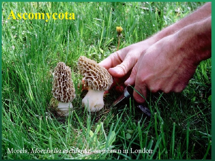 Ascomycota Morels, Morchella esculenta, on a lawn in London 