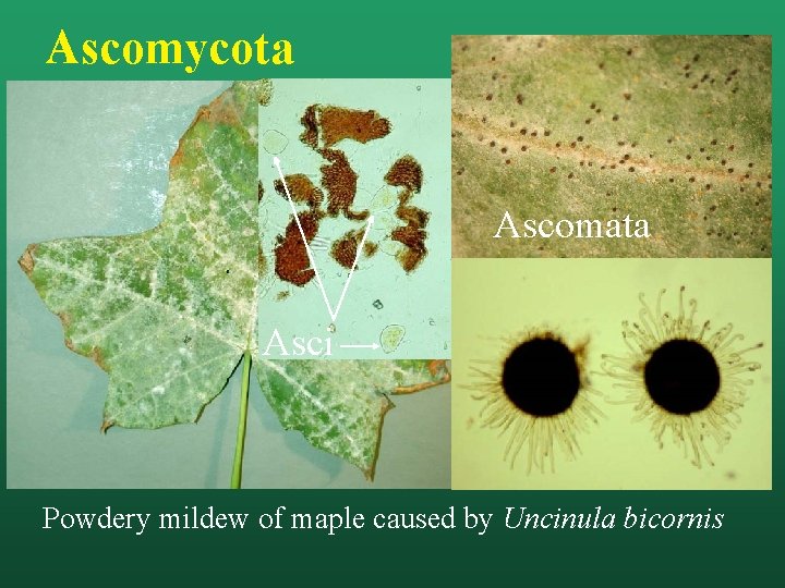 Ascomycota Ascomata Asci Powdery mildew of maple caused by Uncinula bicornis 