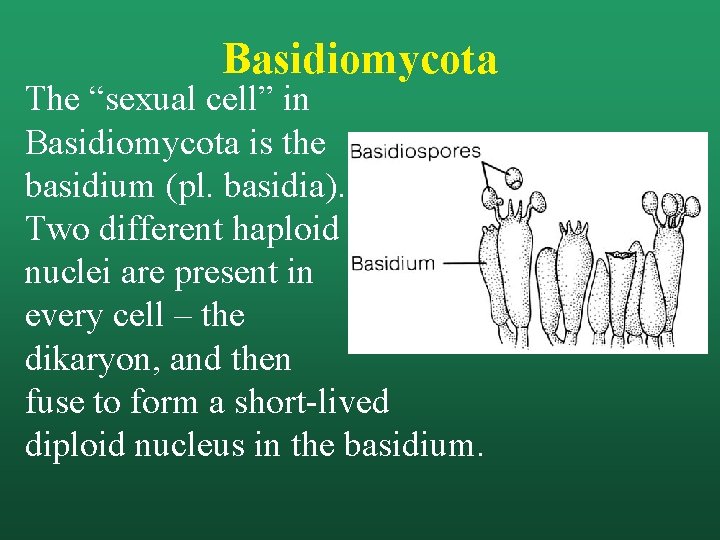 Basidiomycota The “sexual cell” in Basidiomycota is the basidium (pl. basidia). Two different haploid