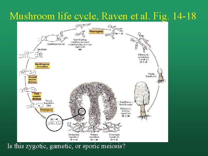 Mushroom life cycle, Raven et al. Fig. 14 -18 Is this zygotic, gametic, or