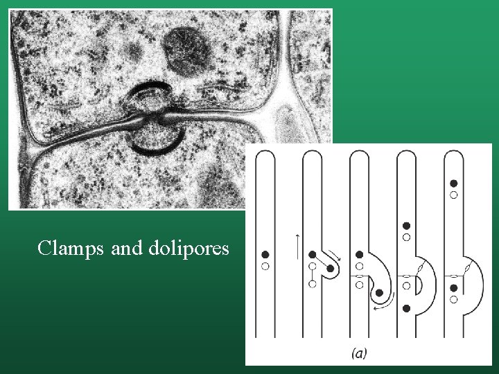 Clamps and dolipores 