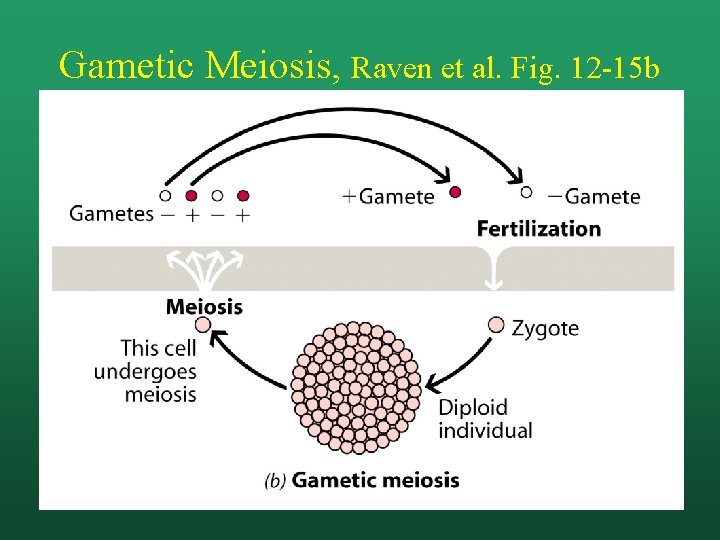 Gametic Meiosis, Raven et al. Fig. 12 -15 b 