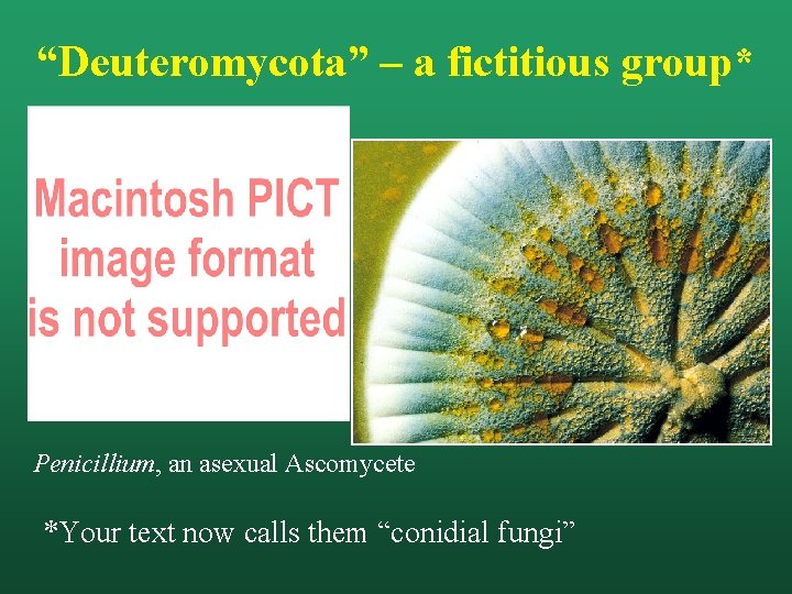 “Deuteromycota” – a fictitious group* Penicillium, an asexual Ascomycete *Your text now calls them