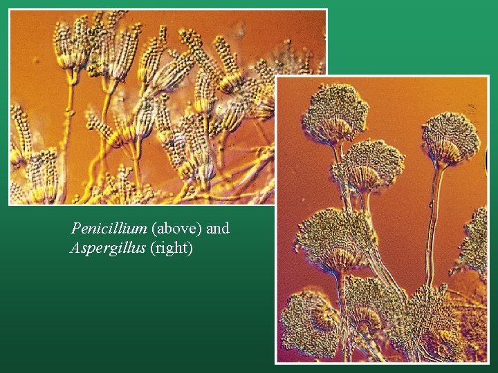 Penicillium (above) and Aspergillus (right) 