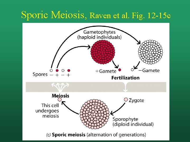 Sporic Meiosis, Raven et al. Fig. 12 -15 c 
