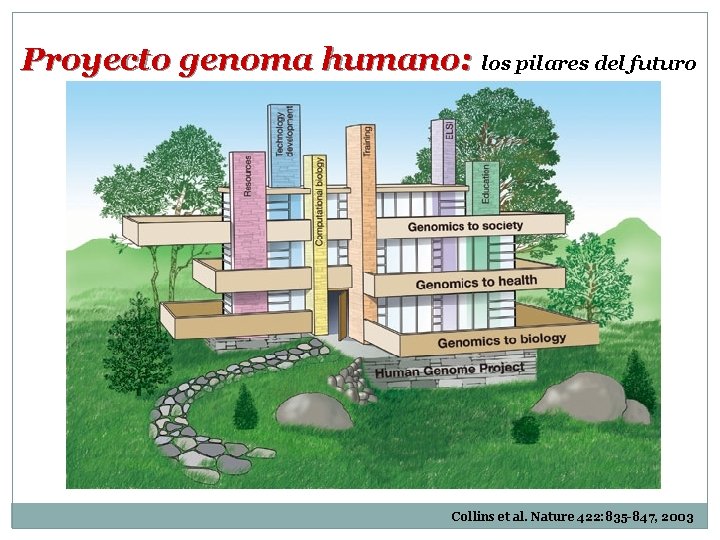 Proyecto genoma humano: los pilares del futuro Collins et al. Nature 422: 835 -847,