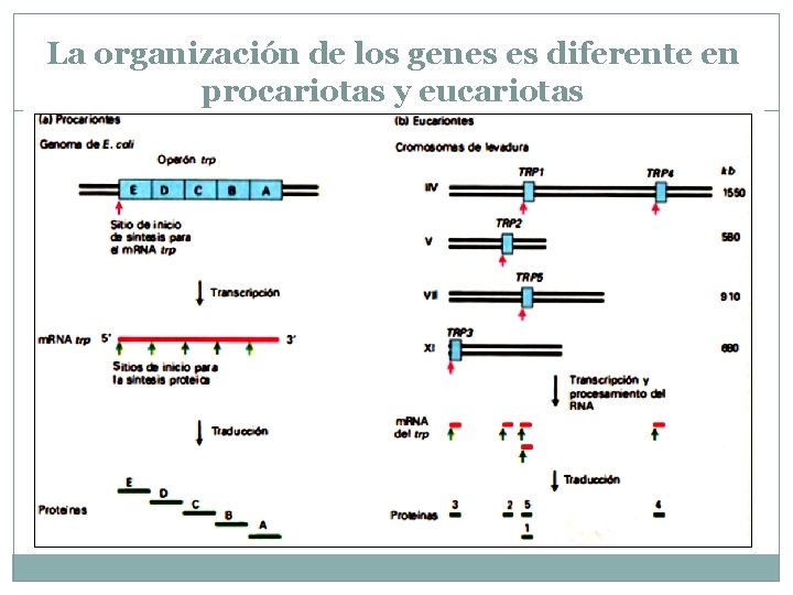 La organización de los genes es diferente en procariotas y eucariotas 