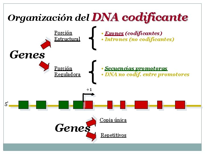 Organización del DNA codificante Porción Estructural • Exones (codificantes) • Intrones (no codificantes) Porción
