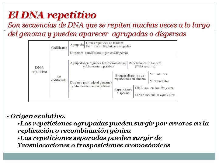 El DNA repetitivo Son secuencias de DNA que se repiten muchas veces a lo