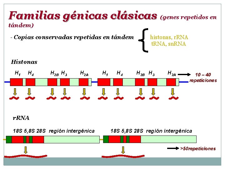 Familias génicas clásicas (genes repetidos en tándem) - Copias conservadas repetidas en tándem histonas,