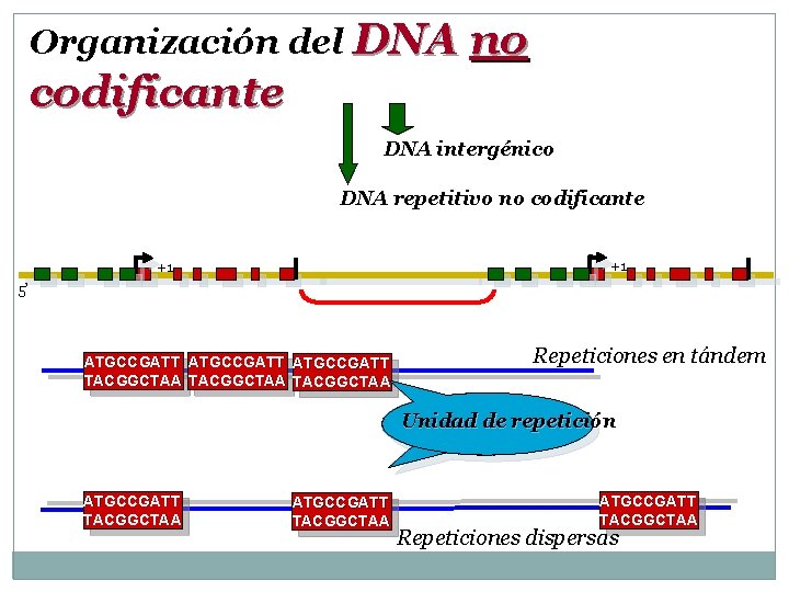 Organización del DNA no codificante DNA intergénico DNA repetitivo no codificante +1 +1 5’