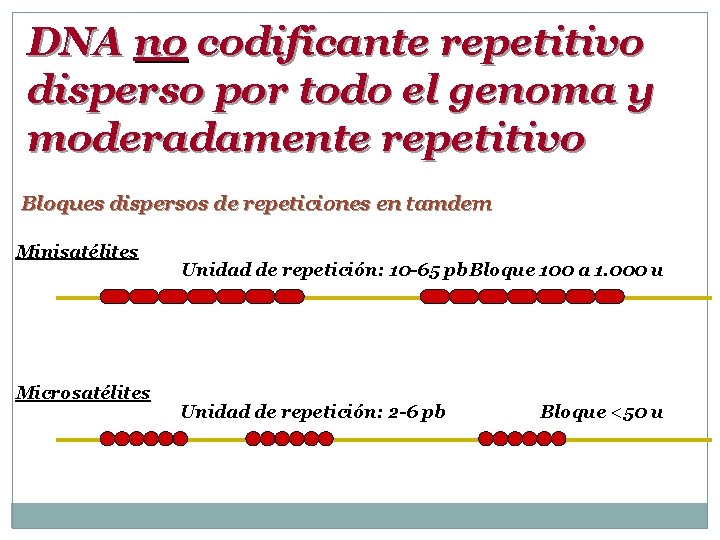 DNA no codificante repetitivo disperso por todo el genoma y moderadamente repetitivo Bloques dispersos