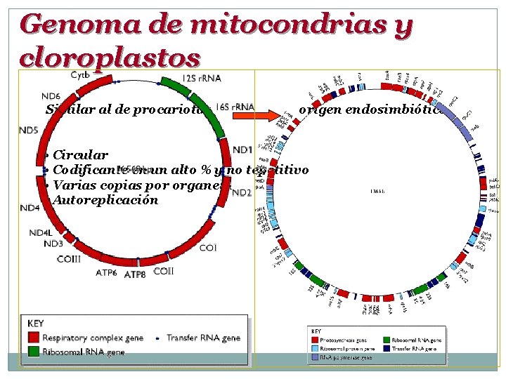 Genoma de mitocondrias y cloroplastos Similar al de procariotas origen endosimbiótico • Circular •