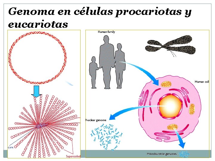 Genoma en células procariotas y eucariotas 