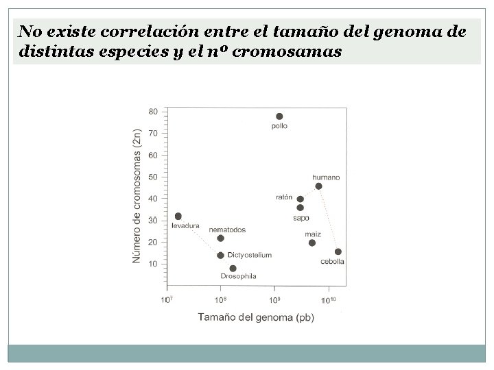 No existe correlación entre el tamaño del genoma de distintas especies y el nº