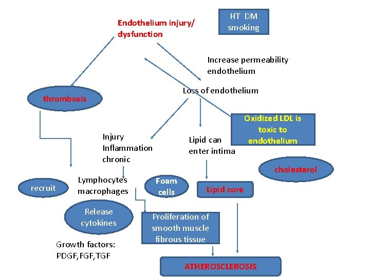 HT DM smoking Endothelium injury/ dysfunction Increase permeability endothelium Loss of endothelium thrombosis Injury