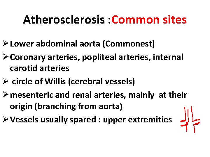 Atherosclerosis : Common sites Ø Lower abdominal aorta (Commonest) Ø Coronary arteries, popliteal arteries,