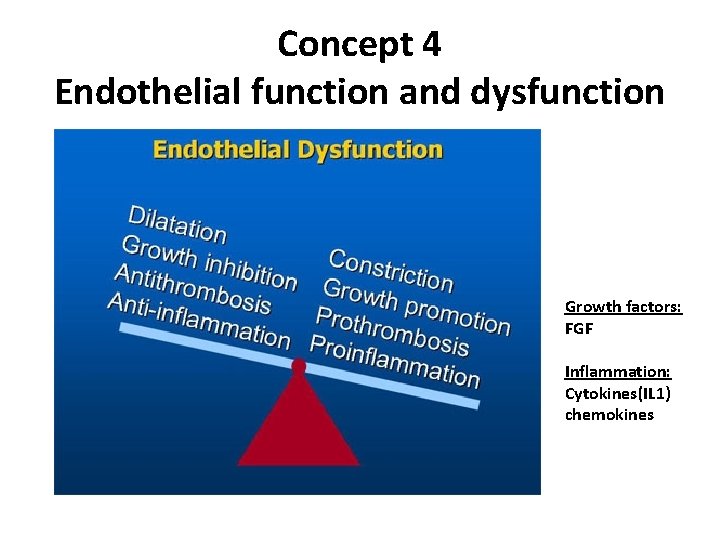 Concept 4 Endothelial function and dysfunction Growth factors: FGF Inflammation: Cytokines(IL 1) chemokines 