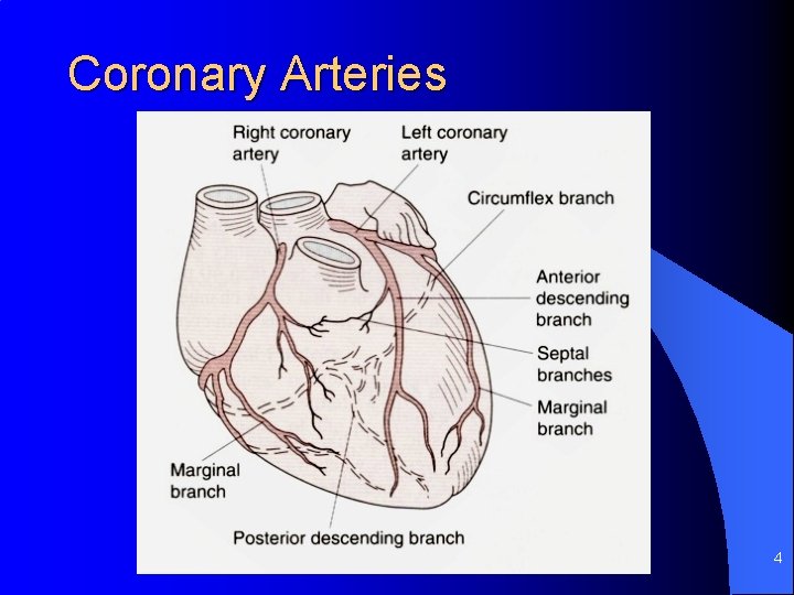 Coronary Arteries 4 