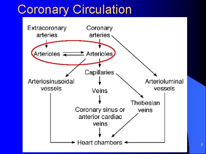 Coronary Circulation 6 