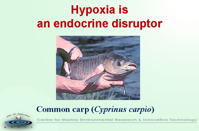 Hypoxia is an endocrine disruptor Common carp (Cyprinus carpio) 