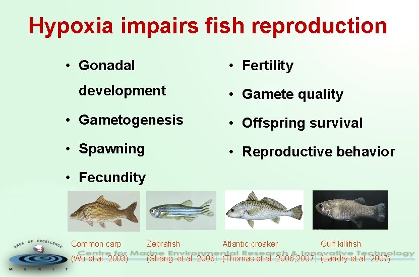 Hypoxia impairs fish reproduction • Gonadal • Fertility development • Gamete quality • Gametogenesis