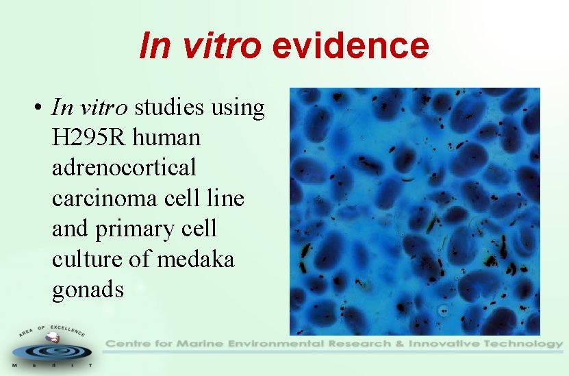 In vitro evidence • In vitro studies using H 295 R human adrenocortical carcinoma