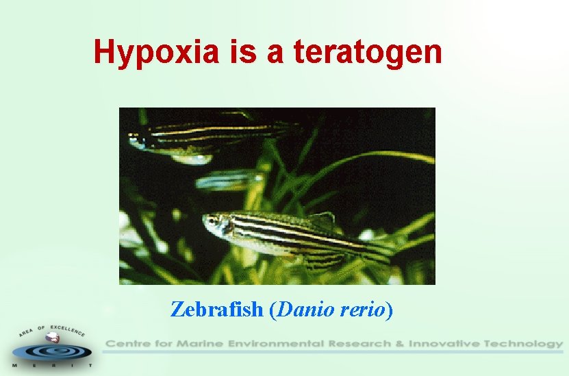 Hypoxia is a teratogen Zebrafish (Danio rerio) 