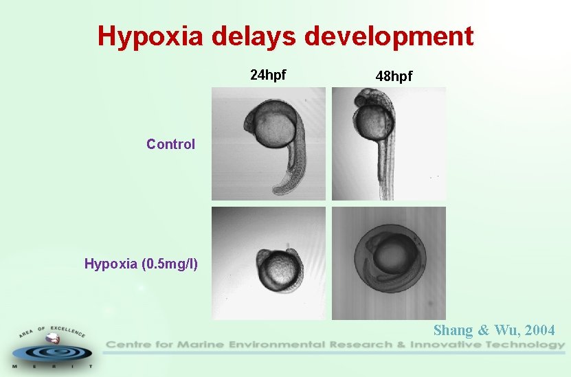 Hypoxia delays development 24 hpf 48 hpf Control Hypoxia (0. 5 mg/l) Shang &