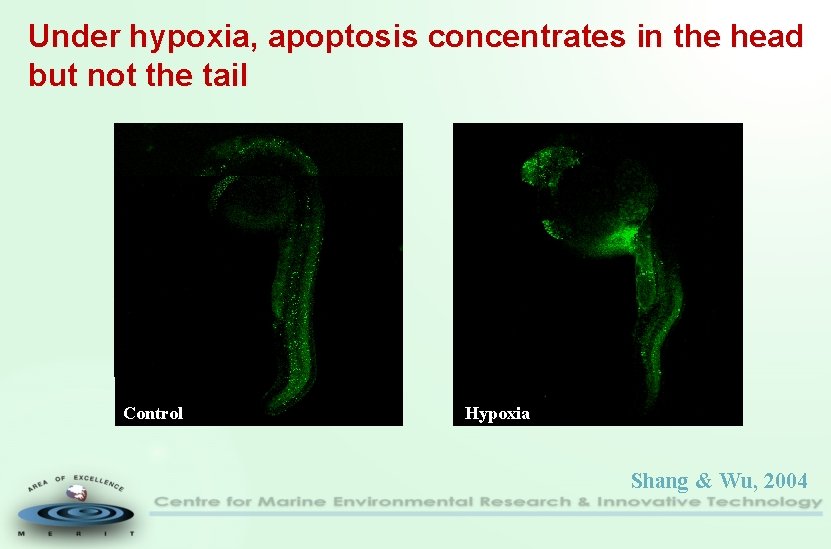 Under hypoxia, apoptosis concentrates in the head but not the tail Control Hypoxia Shang