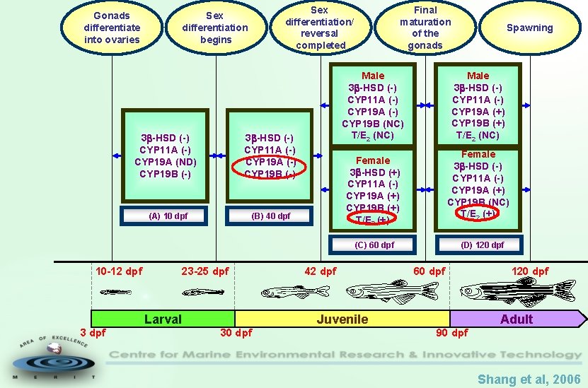 Gonads differentiate into ovaries Sex differentiation begins 3 -HSD (-) CYP 11 A (-)