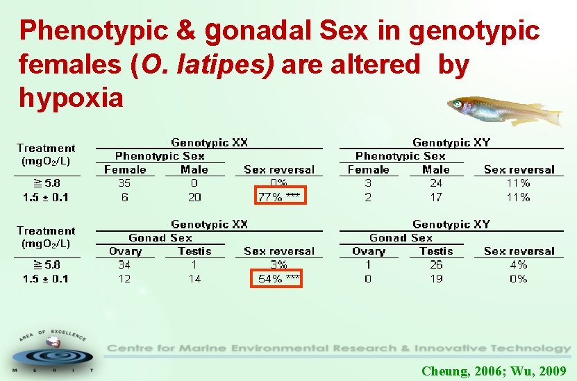 Phenotypic & gonadal Sex in genotypic females (O. latipes) are altered by hypoxia Cheung,